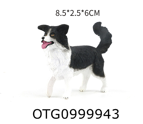 BORDER COLLIE